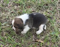 AKC Tri M 2, a male Beagle for sale in Fort Meade, FL – 3 of 4
