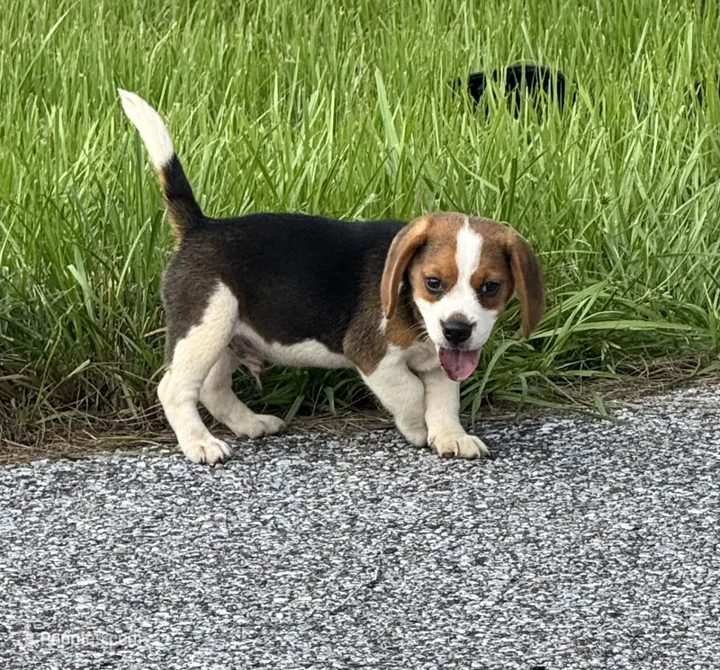AKC Male Tri – Beagle puppy for sale in Fort Meade, FL