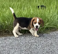 AKC Male Tri, a male Beagle for sale in Fort Meade, FL – 1 of 7