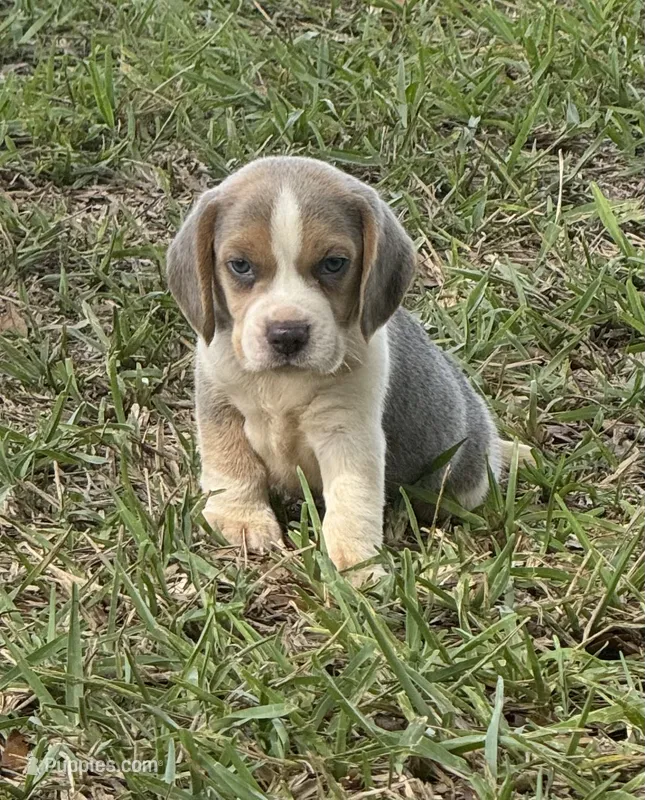 AKC Blue Tri Male – Beagle puppy for sale in Fort Meade, FL