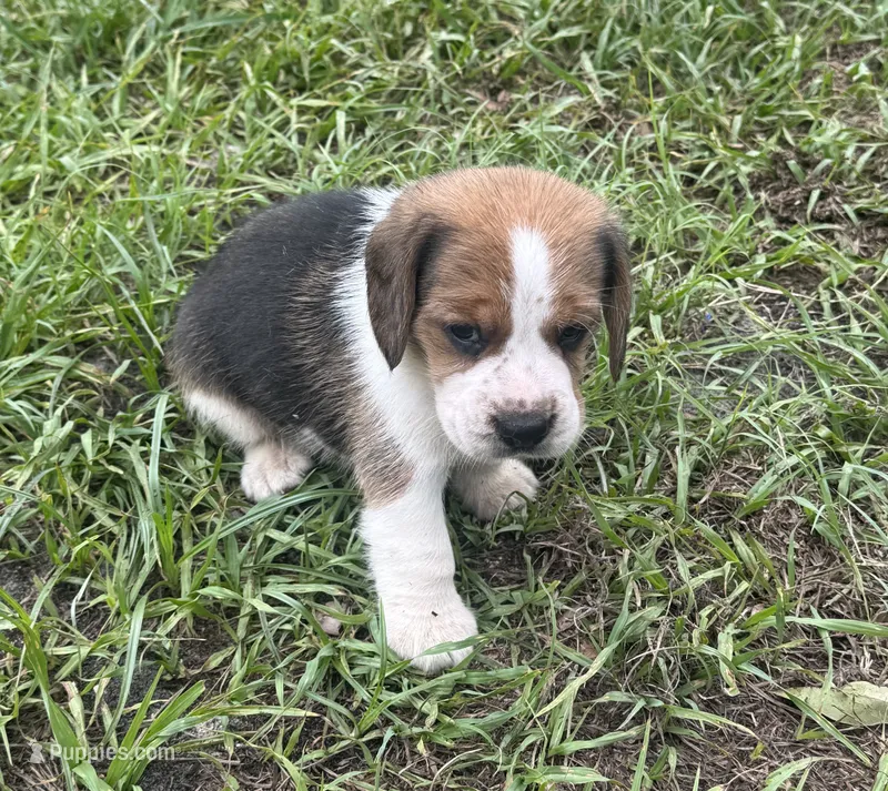 AKC Tri M 3 – Beagle puppy for sale in Fort Meade, FL