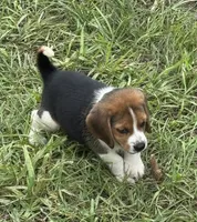 AKC Tri Male 2, a male Beagle for sale in Fort Meade, FL – 1 of 3