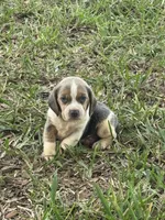 AKC Blue Tri Male, a male Beagle for sale in Fort Meade, FL – 4 of 5