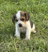 AKC Tri Male 2, a male Beagle for sale in Fort Meade, FL – 2 of 3