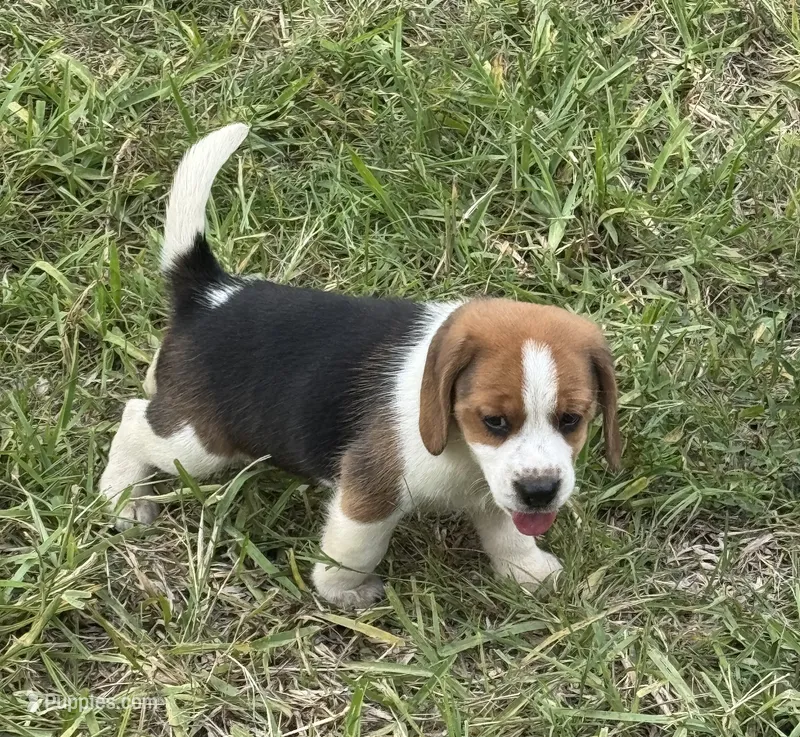 AKC Tri Male 3 – Beagle puppy for sale in Fort Meade, FL