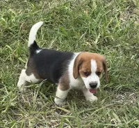 AKC Tri Male 3, a male Beagle for sale in Fort Meade, FL – 1 of 3