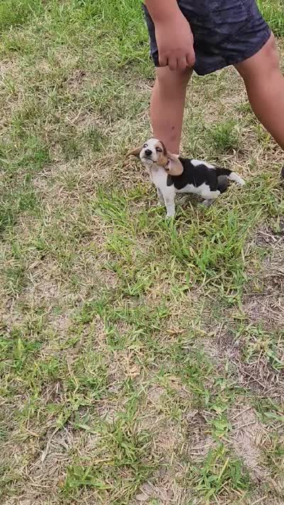 AKC Rri Male, a male Beagle for sale in Fort Meade, FL – 8 of 8