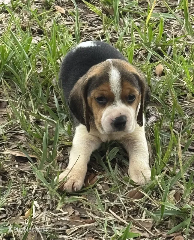 AKC Tri Male – Beagle puppy for sale in Fort Meade, FL