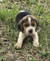 AKC Tri Male, a male Beagle for sale in Fort Meade, FL – 1 of 5