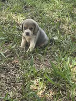 AKC, a female Beagle for sale in Fort Meade, FL – 3 of 4