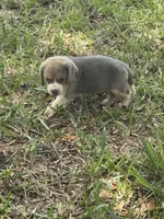 AKC, a female Beagle for sale in Fort Meade, FL – 4 of 4