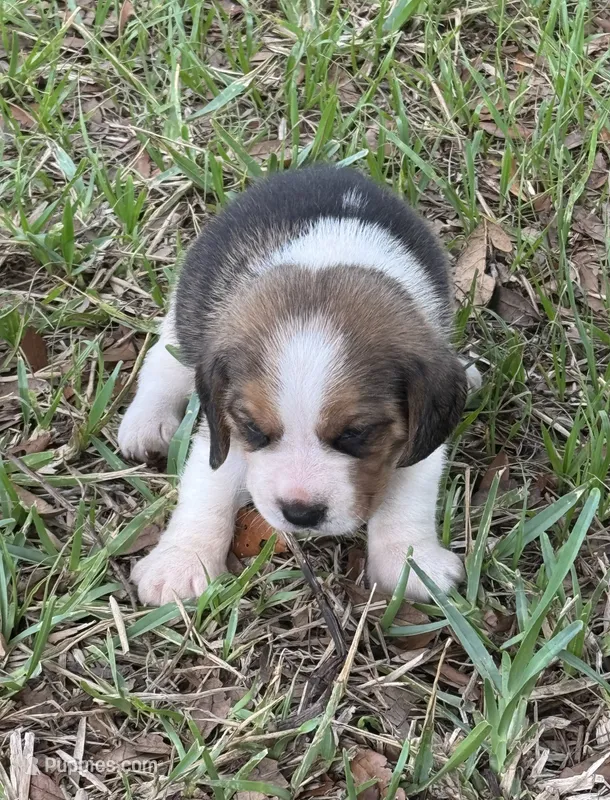 AKC Tri M 2 – Beagle puppy for sale in Fort Meade, FL