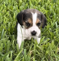 AKC Tri M 1, a male Beagle for sale in Fort Meade, FL – 3 of 7