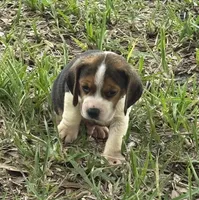 AKC Tri Male, a male Beagle for sale in Fort Meade, FL – 2 of 5
