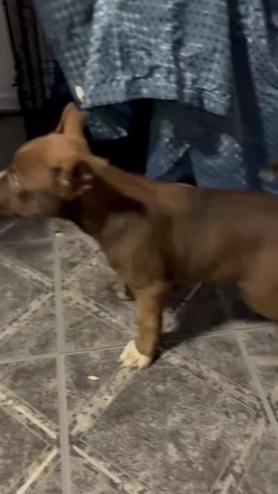Chico, a male American Pit Bull Terrier for sale in New York City, NY – 2 of 4