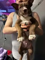 Chico, a male American Pit Bull Terrier for sale in New York City, NY – 1 of 4