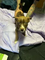 Chico, a male American Pit Bull Terrier for sale in New York City, NY – 3 of 4