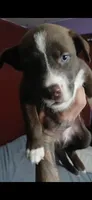 Chico, a male American Pit Bull Terrier for sale in New York City, NY – 4 of 4