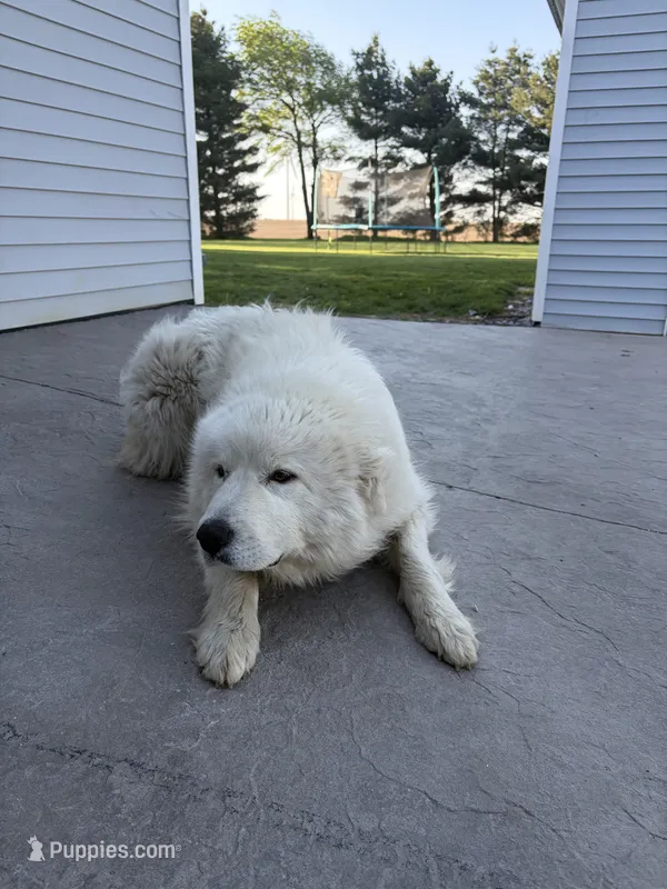Sammy – Great Pyrenees puppy for sale in Goodland, IN