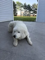 Sammy, a male Great Pyrenees for sale in Goodland, IN – 1 of 2
