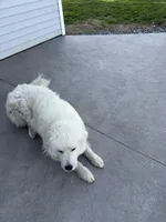 Sammy, a male Great Pyrenees for sale in Goodland, IN – 2 of 2