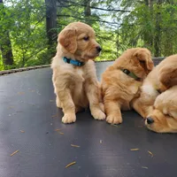 Rosie - Male - Light Blue Collar - Golden Retriever Puppy, a male Golden Retriever for sale in Maple Falls, WA – 3 of 6