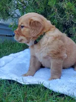 Rosie - Male - Green Collar - Golden Retriever Puppy, a male Golden Retriever for sale in Maple Falls, WA – 3 of 5