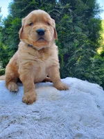 Rosie - Male - Blue Collar - Golden Retriever Puppy, a male Golden Retriever for sale in Maple Falls, WA – 4 of 4