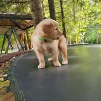 Rosie - Male - Light Green Collar - Golden Retriever Puppy, a male Golden Retriever for sale in Maple Falls, WA – 3 of 6