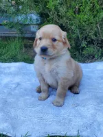 Rosie - Male - Light Blue Collar - Golden Retriever Puppy, a male Golden Retriever for sale in Maple Falls, WA – 1 of 3