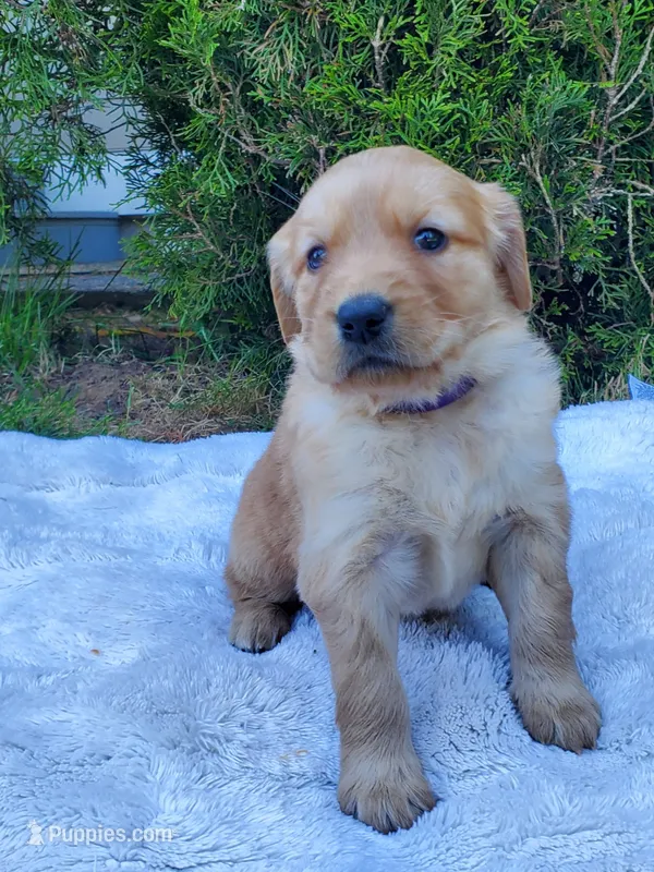 Rosie - Female - Purple Collar - Golden Retriever Puppy – Golden Retriever puppy for sale in Maple Falls, WA