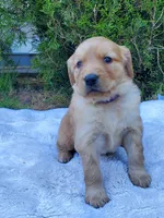 Rosie - Female - Purple Collar - Golden Retriever Puppy, a female Golden Retriever for sale in Maple Falls, WA – 1 of 3