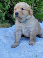 Rosie - Male - White Collar - Golden Retriever Puppy, a male Golden Retriever for sale in Maple Falls, WA – 3 of 4