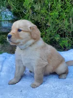 Rosie - Male - White Collar - Golden Retriever Puppy, a male Golden Retriever for sale in Maple Falls, WA – 4 of 4