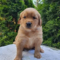 Rosie - Male - Black Collar - Golden Retriever Puppy, a male Golden Retriever for sale in Maple Falls, WA – 5 of 5