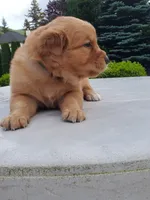 Rosie - Male - Green Collar - Golden Retriever Puppy, a male Golden Retriever for sale in Maple Falls, WA – 2 of 5