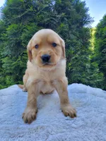 Rosie - Female - Purple Collar - Golden Retriever Puppy, a female Golden Retriever for sale in Maple Falls, WA – 3 of 3