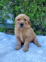 Rosie - Male - Grey Collar - Golden Retriever Puppy, a male Golden Retriever for sale in Maple Falls, WA – 2 of 4