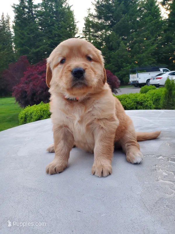Rosie - Female - Orange Collar - Golden Retriever Puppy – Golden Retriever puppy for sale in Maple Falls, WA