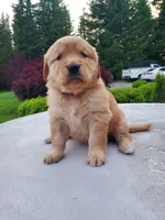 Rosie - Female - Orange Collar - Golden Retriever Puppy, a female Golden Retriever for sale in Maple Falls, WA – 1 of 4