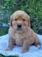 Rosie - Male - Green Collar - Golden Retriever Puppy, a male Golden Retriever for sale in Maple Falls, WA – 4 of 5