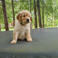 Rosie - Male - White Collar - Golden Retriever Puppy, a male Golden Retriever for sale in Maple Falls, WA – 2 of 5