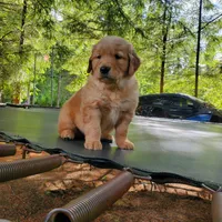 Rosie - Male - Blue Collar - Golden Retriever Puppy, a male Golden Retriever for sale in Maple Falls, WA – 2 of 4