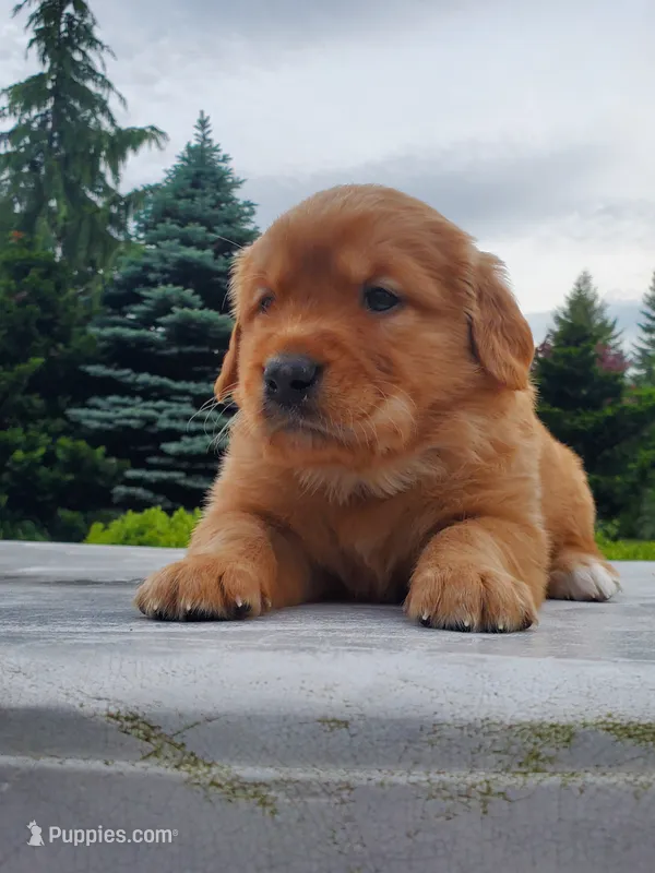 Rosie - Male - Green Collar - Golden Retriever Puppy – Golden Retriever puppy for sale in Maple Falls, WA