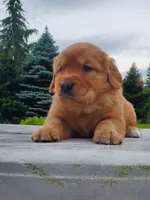Rosie - Male - Green Collar - Golden Retriever Puppy, a male Golden Retriever for sale in Maple Falls, WA – 1 of 5