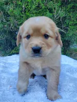 Rosie - Male - Light Green Collar - Golden Retriever Puppy, a male Golden Retriever for sale in Maple Falls, WA – 4 of 4