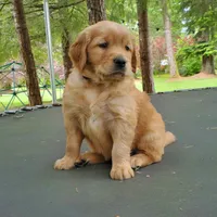 Rosie - Male - Black Collar - Golden Retriever Puppy, a male Golden Retriever for sale in Maple Falls, WA – 2 of 4