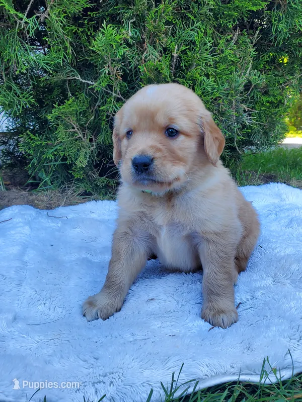 Rosie - Male - Light Green Collar - Golden Retriever Puppy – Golden Retriever puppy for sale in Maple Falls, WA