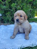 Rosie - Male - Light Green Collar - Golden Retriever Puppy, a male Golden Retriever for sale in Maple Falls, WA – 1 of 4