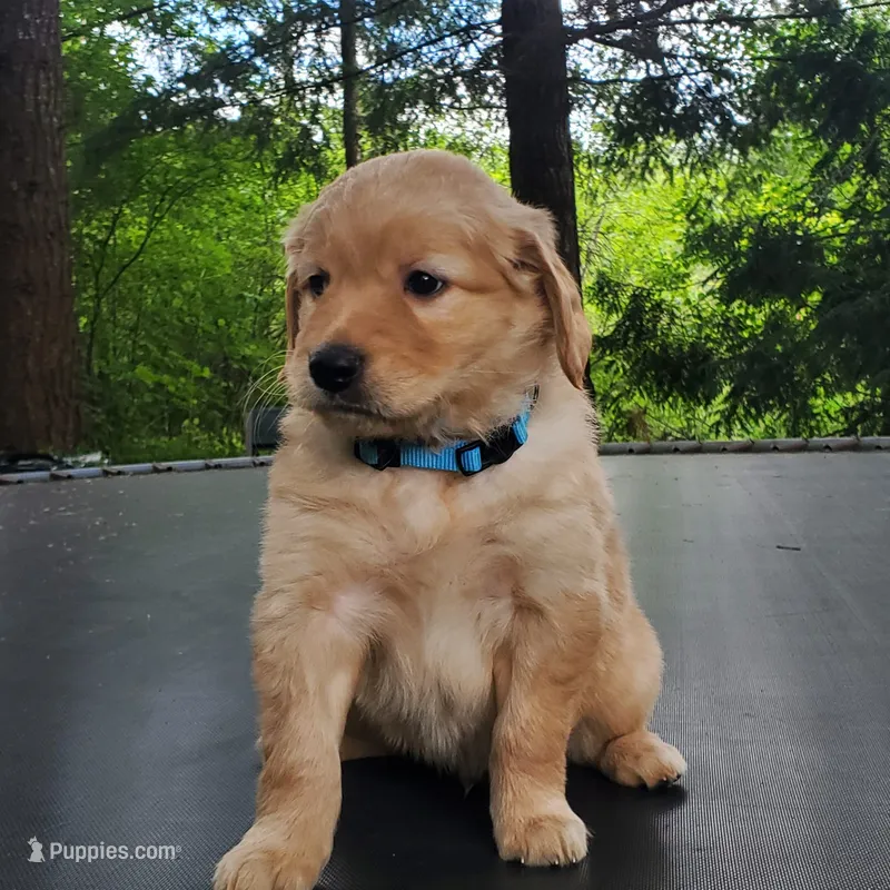 Rosie - Male - Light Blue Collar - Golden Retriever Puppy – Golden Retriever puppy for sale in Maple Falls, WA